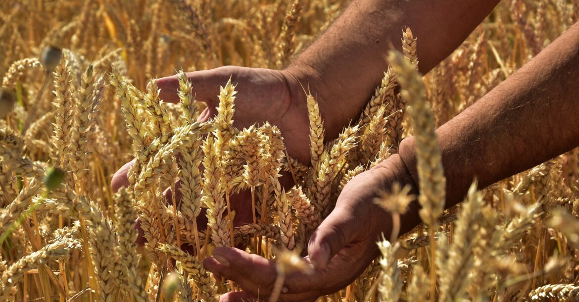 śrutowniki do zboża